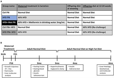 Lactational High Fat Diet in Mice Causes Insulin Resistance and NAFLD in Male Offspring Which Is Partially Rescued by Maternal Metformin Treatment